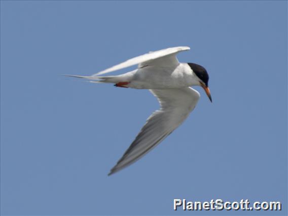 Forster's Tern (Sterna forsteri)