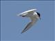 Forsters Tern (Sterna forsteri)