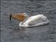 American White Pelican (Pelecanus erythrorhynchos)