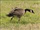 Canada Goose (Branta canadensis)