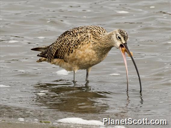 Long-billed Curlew (Numenius americanus)