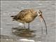 Long-billed Curlew (Numenius americanus)