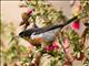 Black-throated Flowerpiercer (Diglossa brunneiventris)