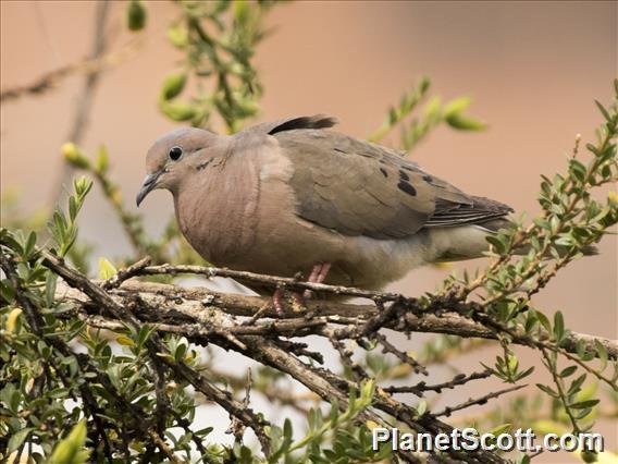 Eared Dove (Zenaida auriculata)