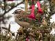 Rufous-collared Sparrow (Zonotrichia capensis)