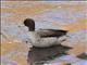 Yellow-Billed Teal (Anas flavirostris)