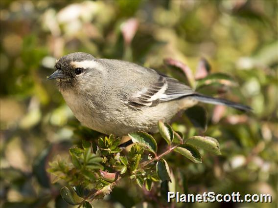 Cinereous Conebill (Conirostrum cinereum)