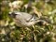 Cinereous Conebill (Conirostrum cinereum)