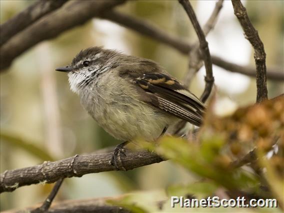 White-throated Tyrannulet (Mecocerculus leucophrys)