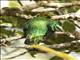 Golden-headed Quetzal (Pharomachrus auriceps)