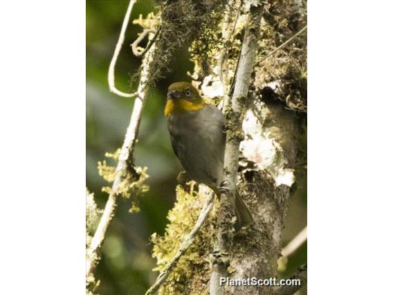 Short-billed Chlorospingus (Chlorospingus parvirostris)