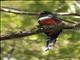 Masked Trogon (Trogon personatus)