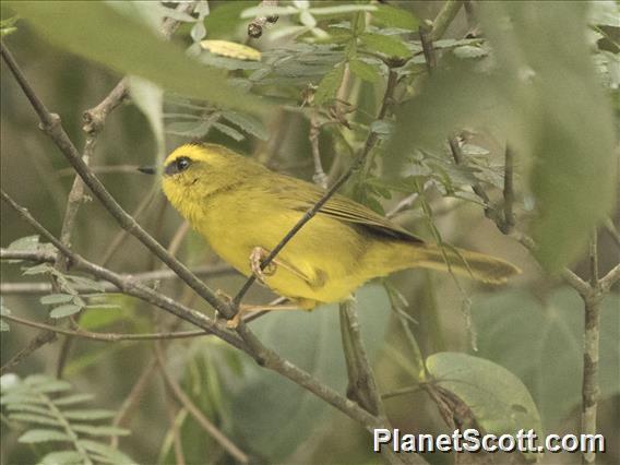 Citrine Warbler (Myiothlypis  luteoviridis)