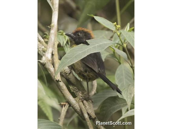 Black-faced Brushfinch (Atlapetes melanolaemus)