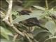 Black-faced Brushfinch (Atlapetes melanolaemus)