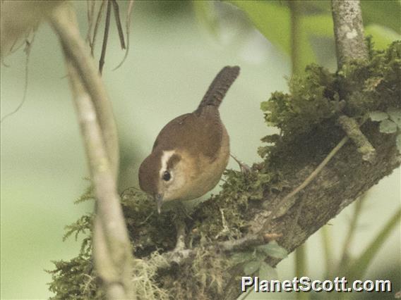 Mountain Wren (Troglodytes solstitialis)