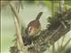 Mountain Wren (Troglodytes solstitialis)