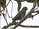 Speckle-faced Parrot (Pionus tumultuosus)