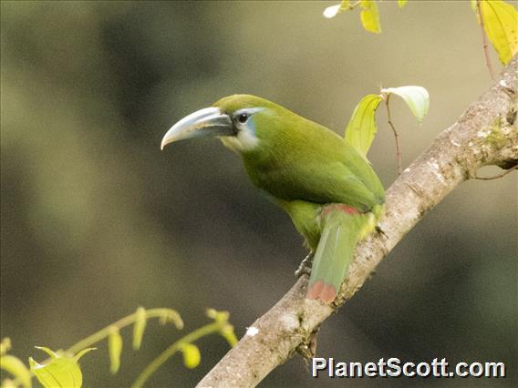 Blue-banded Toucanet (Aulacorhynchus coeruleicinctis)