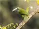 Blue-banded Toucanet (Aulacorhynchus coeruleicinctis)