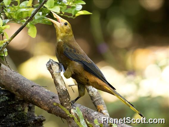 Russet-backed Oropendola (Psarocolius angustifrons)