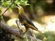 Russet-backed Oropendola (Psarocolius angustifrons)