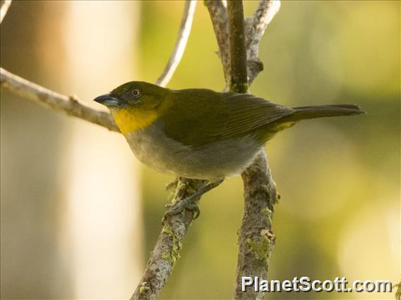 Yellow-throated Chlorospingus (Chlorospingus flavigularis)