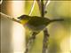 Yellow-throated Chlorospingus (Chlorospingus flavigularis)