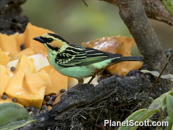 Golden-eared Tanager (Tangara chrysotis)