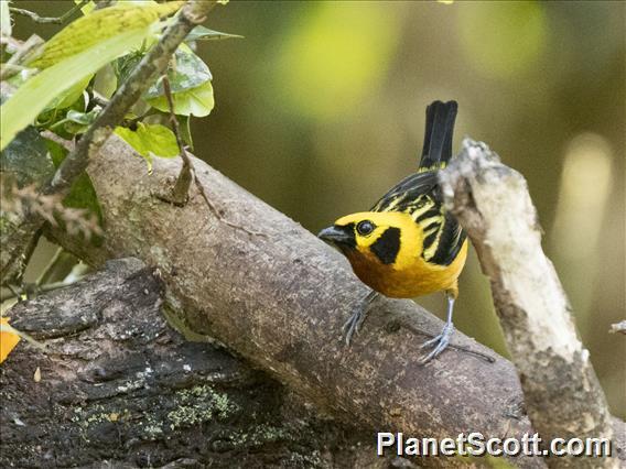 Golden Tanager (Tangara arthus)