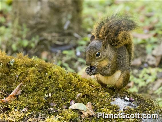 Bolivian Squirrel (Sciurus ignitus)