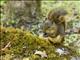 Bolivian Squirrel (Sciurus ignitus)