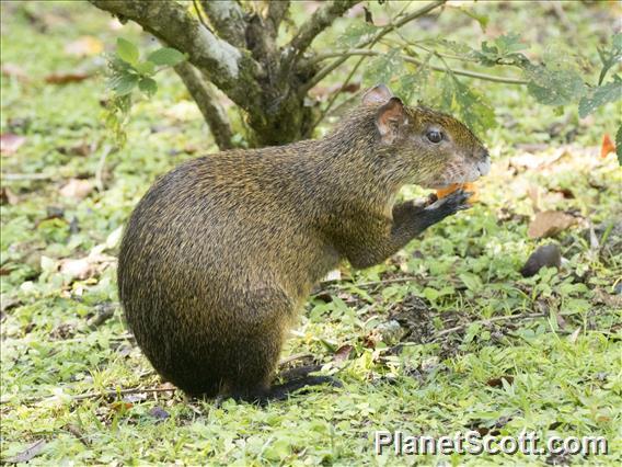 Brown Agouti (Dasyprocta variegata)