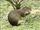 Brown Agouti (Dasyprocta variegata)