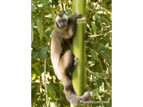 Large-headed Capuchin (Sapajus macrocephalus)