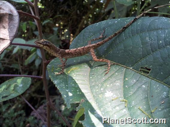 Brown-eared Anole (Anolis fuscoauratus)