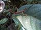 Brown-eared Anole (Anolis fuscoauratus)