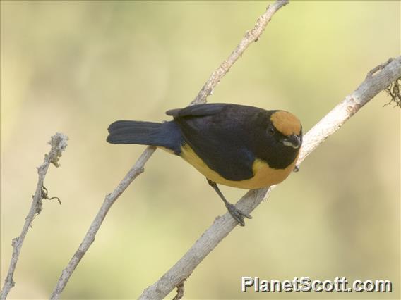 Orange-bellied Euphonia (Euphonia xanthogaster)