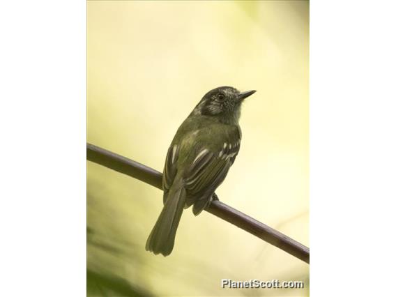 Slaty-capped Flycatcher (Leptopogon superciliaris)