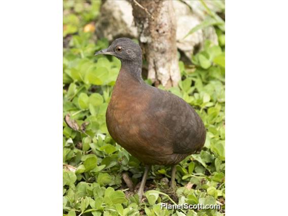 Brown Tinamou (Crypturellus obsoletus)