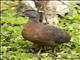 Brown Tinamou (Crypturellus obsoletus)