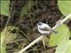 Torrent Tyrannulet (Serpophaga cinerea)