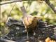 Russet-backed Oropendola (Psarocolius angustifrons )