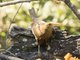 Russet-backed Oropendola (Psarocolius angustifrons )