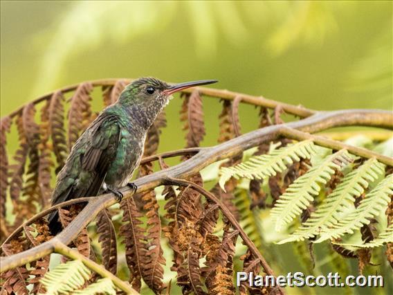 Sapphire-spangled Emerald (Chionomesa lactea)