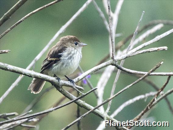 Bran-colored Flycatcher (Myiophobus fasciatus)