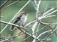 Bran-colored Flycatcher (Myiophobus fasciatus)