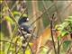 Black-and-white Seedeater (Sporophila luctuosa)