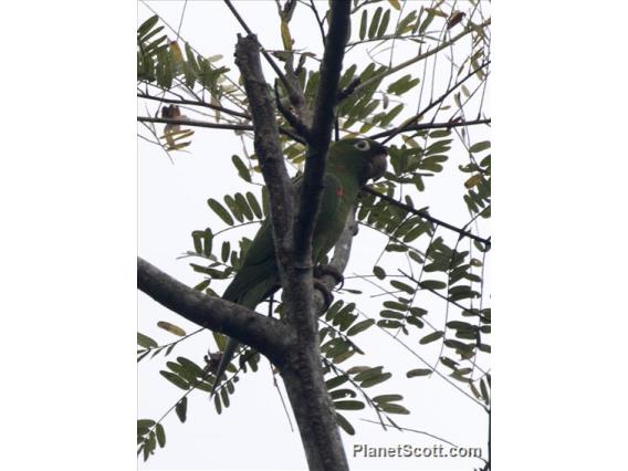 White-eyed Parakeet (Psittacara leucophthalmus)