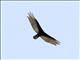 Turkey Vulture (Cathartes aura)